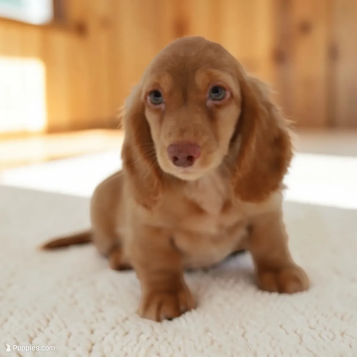 Cachorros de perro Dachshund miniatura