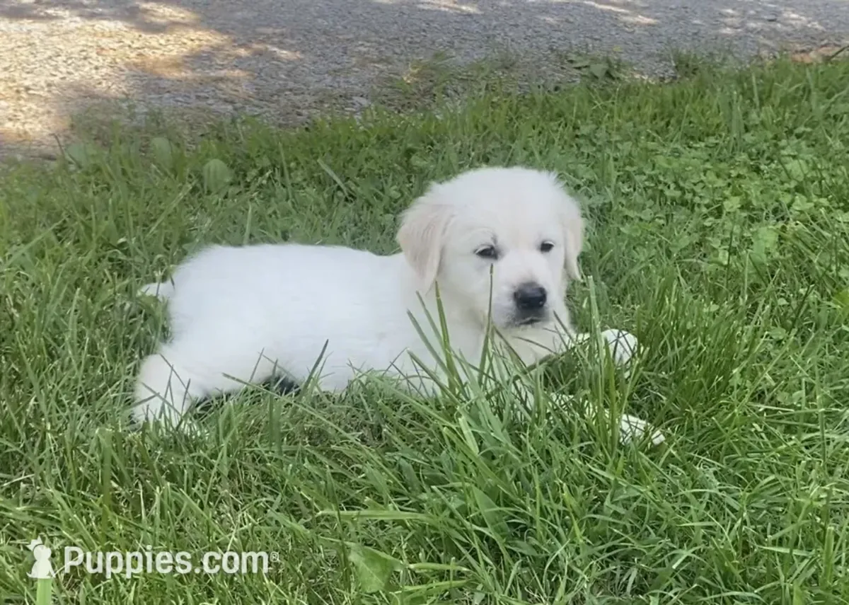 英式奶油金毛寻回犬