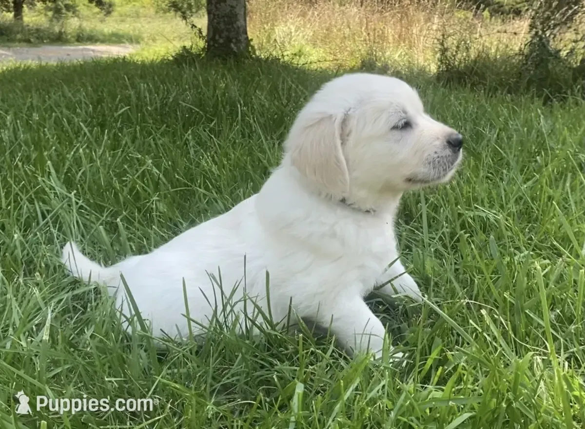 英式奶油金毛寻回犬