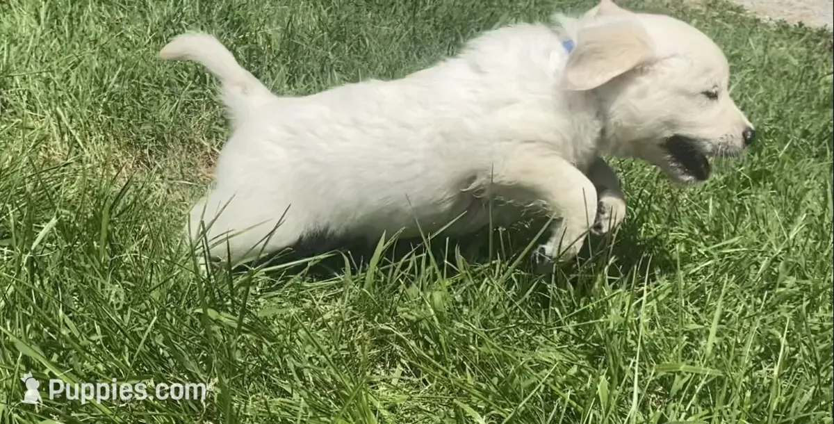 英式奶油金毛寻回犬