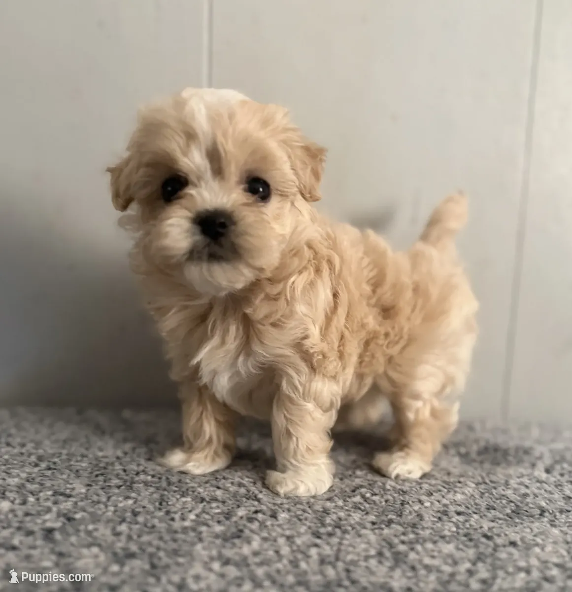 马尔提普犬幼犬