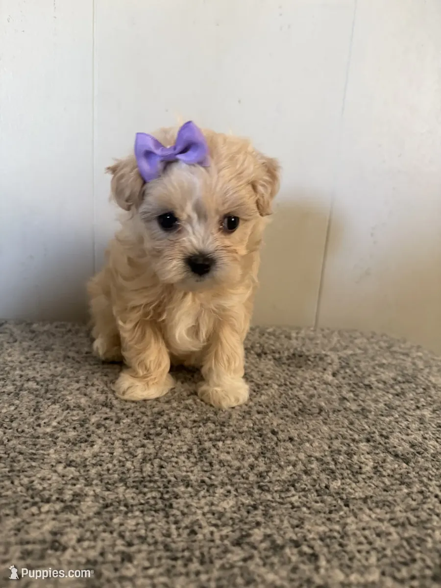 马尔提普犬幼犬