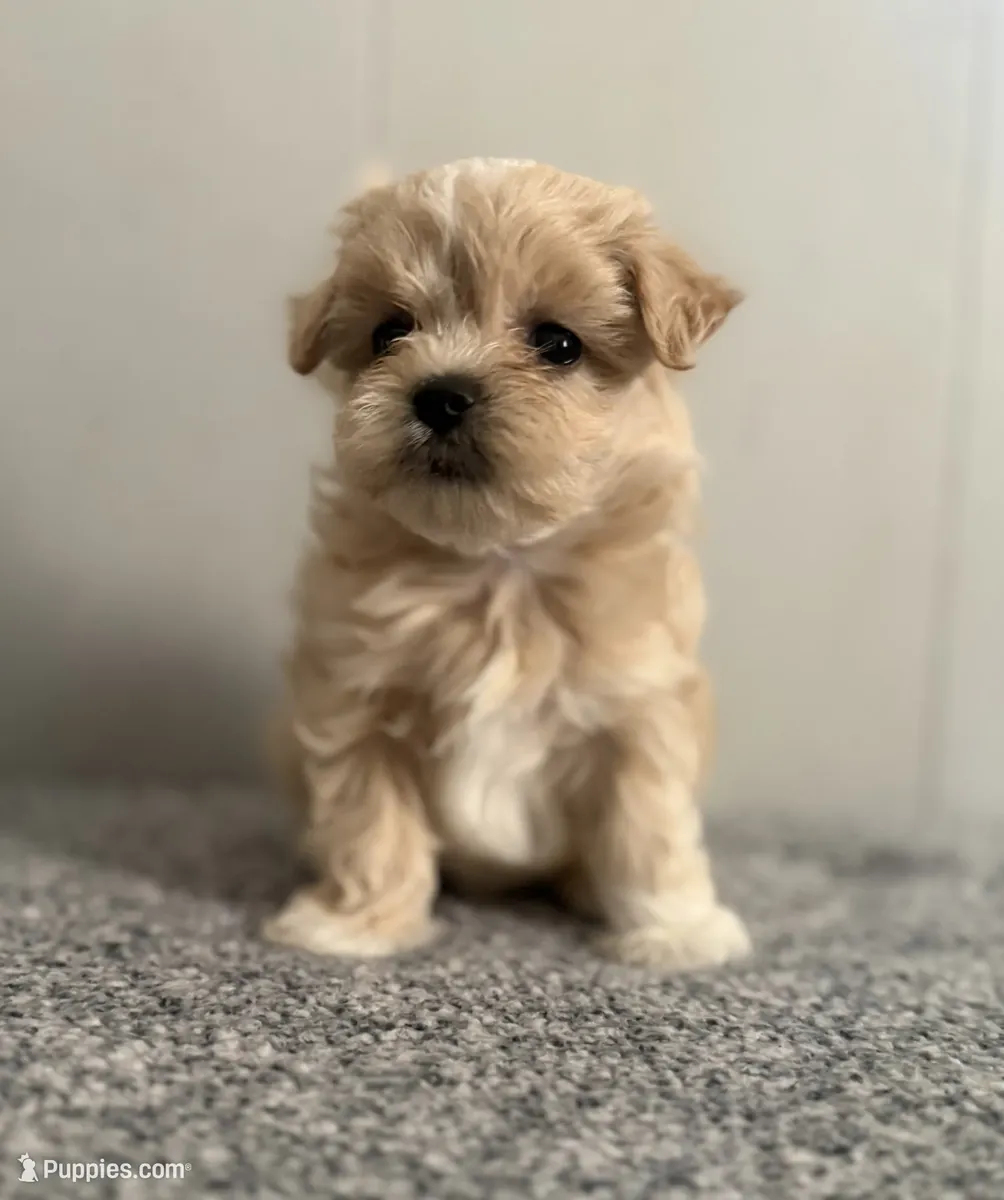 马尔提普犬幼犬
