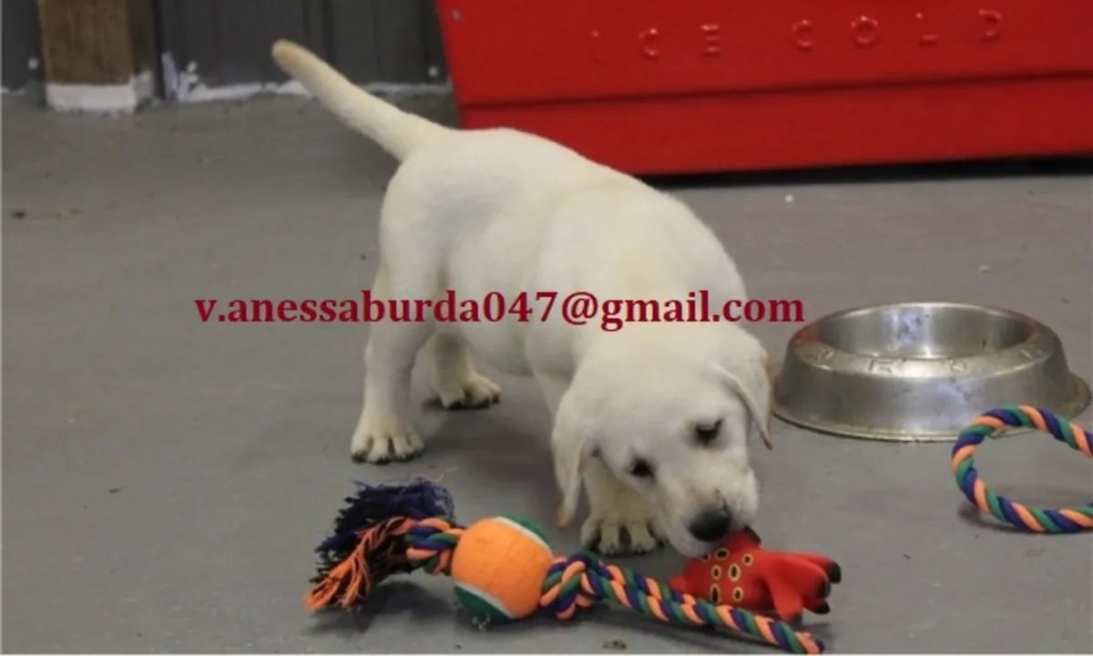 Chiots Golden Retriever de race pure (Veuillez me contacter par e-mail sur les photos)