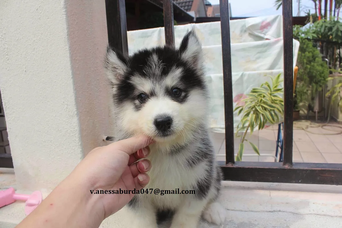 Siberian Husky  (Please contact me via email on photos )