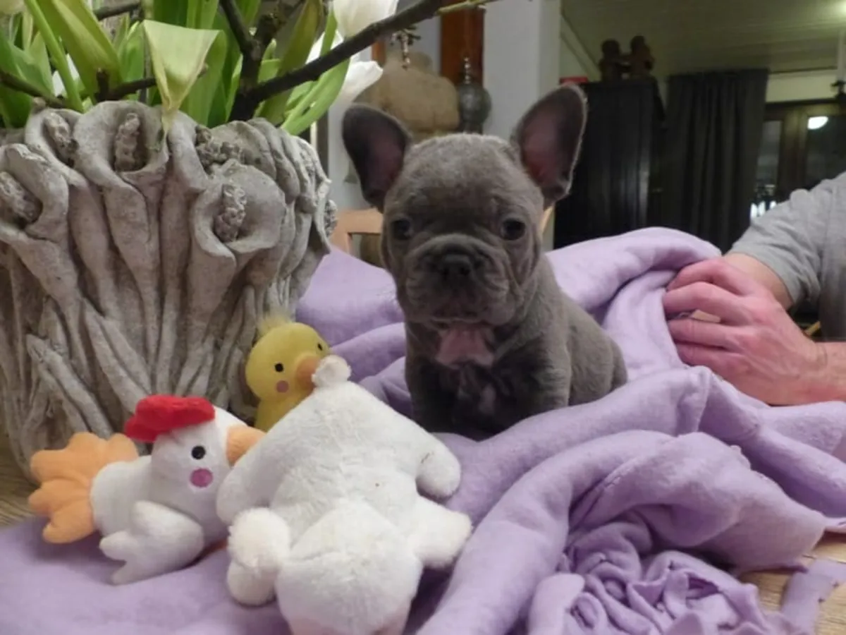 cachorros de bulldog francés disponibles (por favor contáctame por correo electrónico (nuridinibrahimzadee12 @ gmail . com)