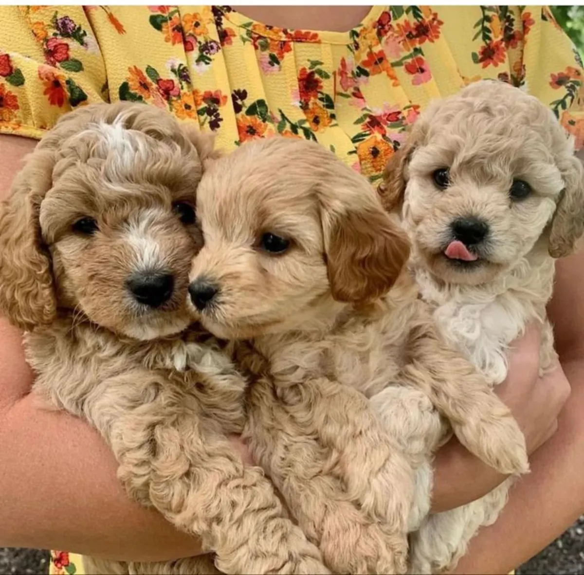 TOY POODLE PEQUEÑITOS BUSCANDO UN HOGAR ESPECIAL 34/ 632 / 000/ 221