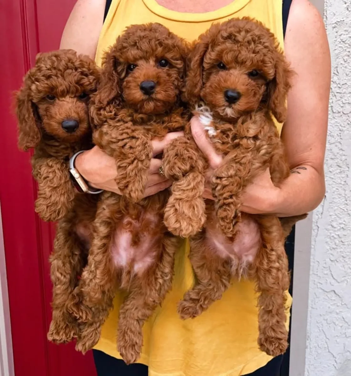 ŞEFTALİ POODLE'LER SEVİMLİ VE ŞEFKATLİ YENİ BİR EV ARIYOR 34/ 632 / 000/ 221