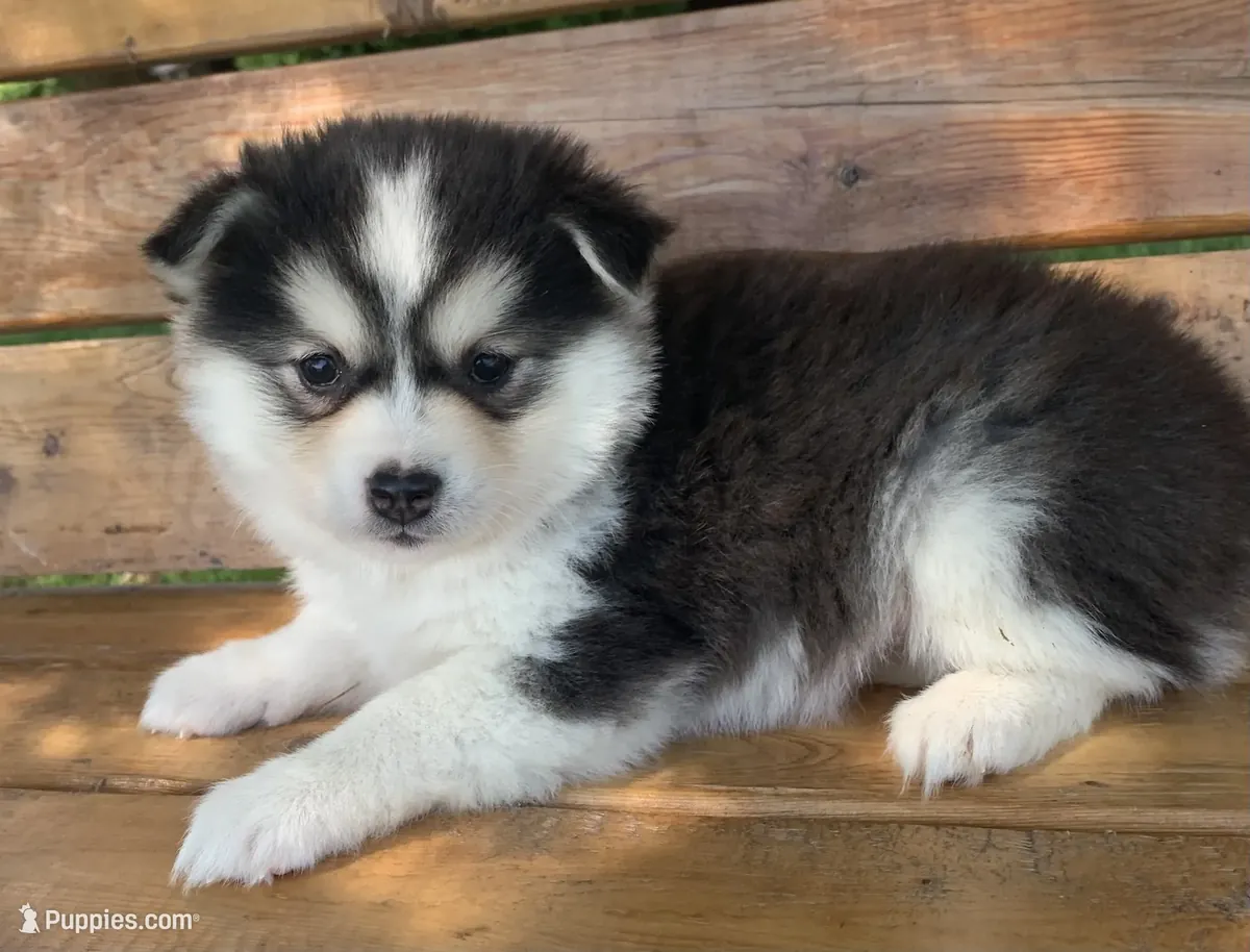 hermosa chica Husky miniatura