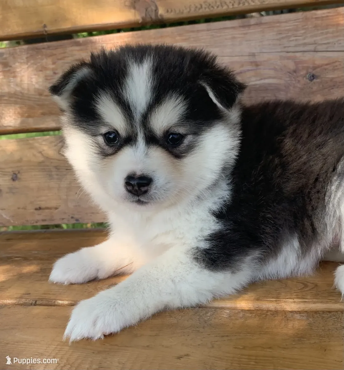 hermosa chica Husky miniatura
