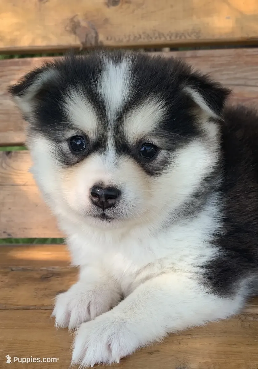 hermosa chica Husky miniatura