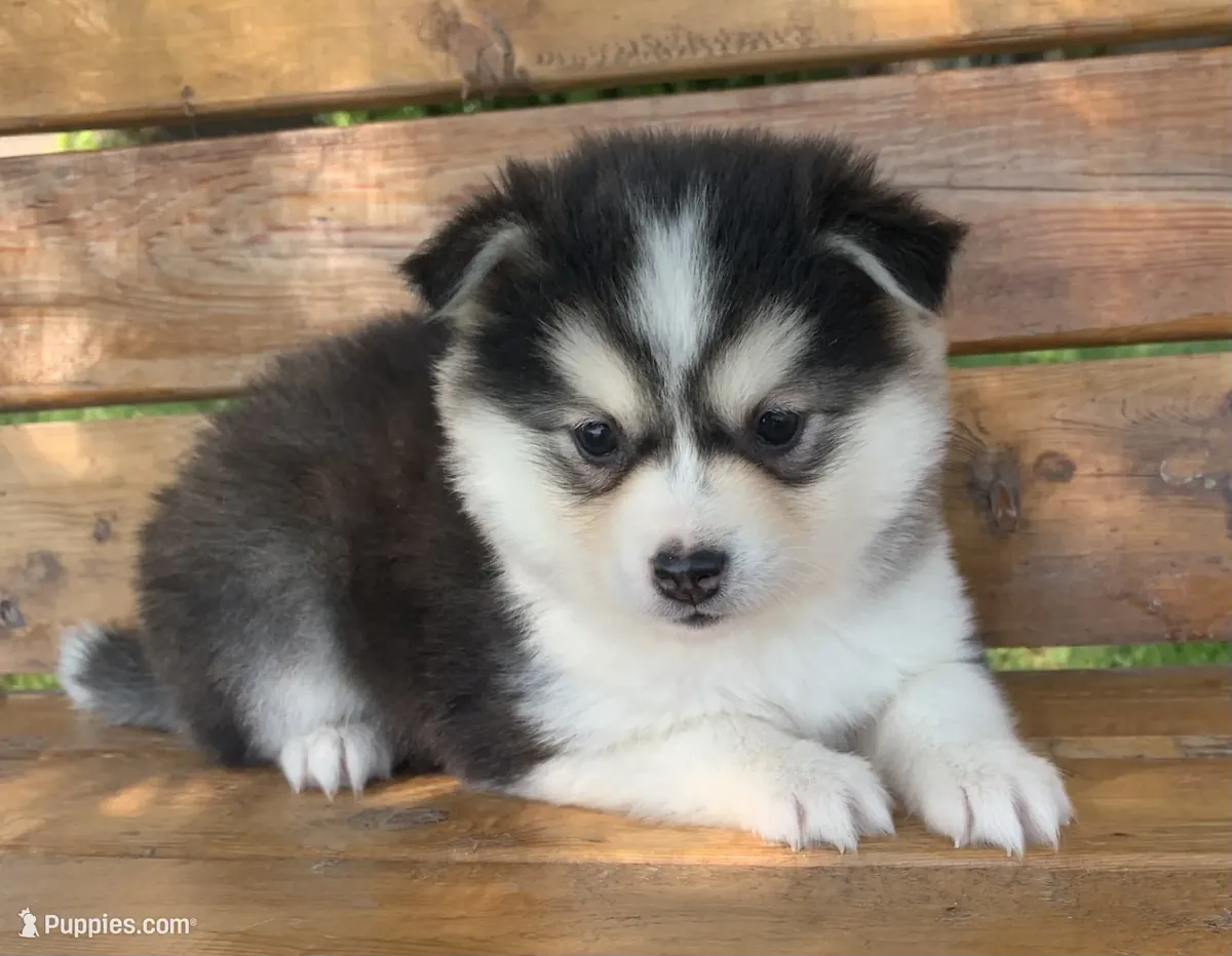 hermosa chica Husky miniatura