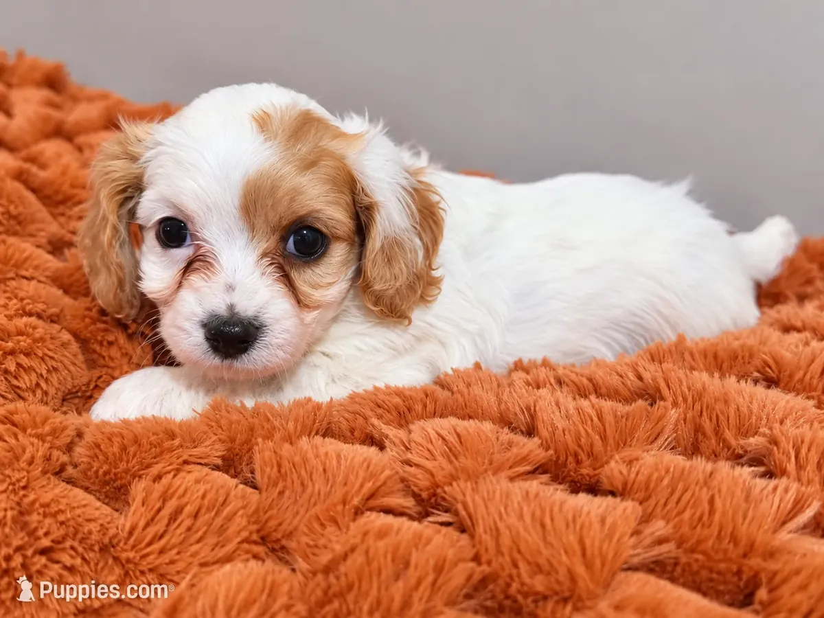 Lindo Cachorro Cavapoo
