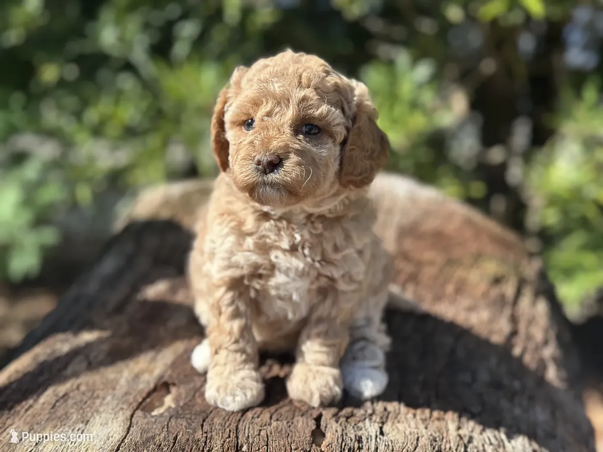 Hermoso Labradoodle miniatura