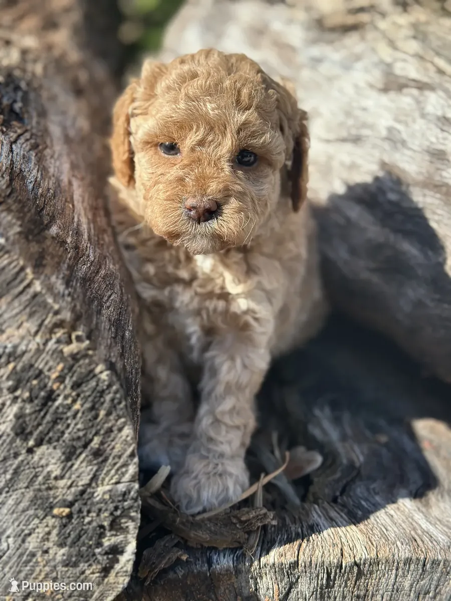 Hermoso Labradoodle miniatura