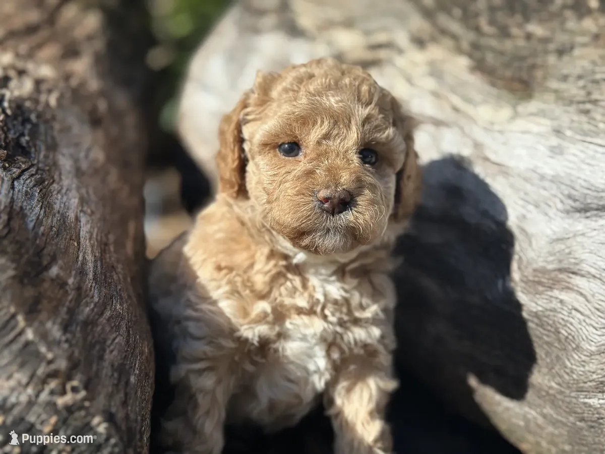 Hermoso Labradoodle miniatura