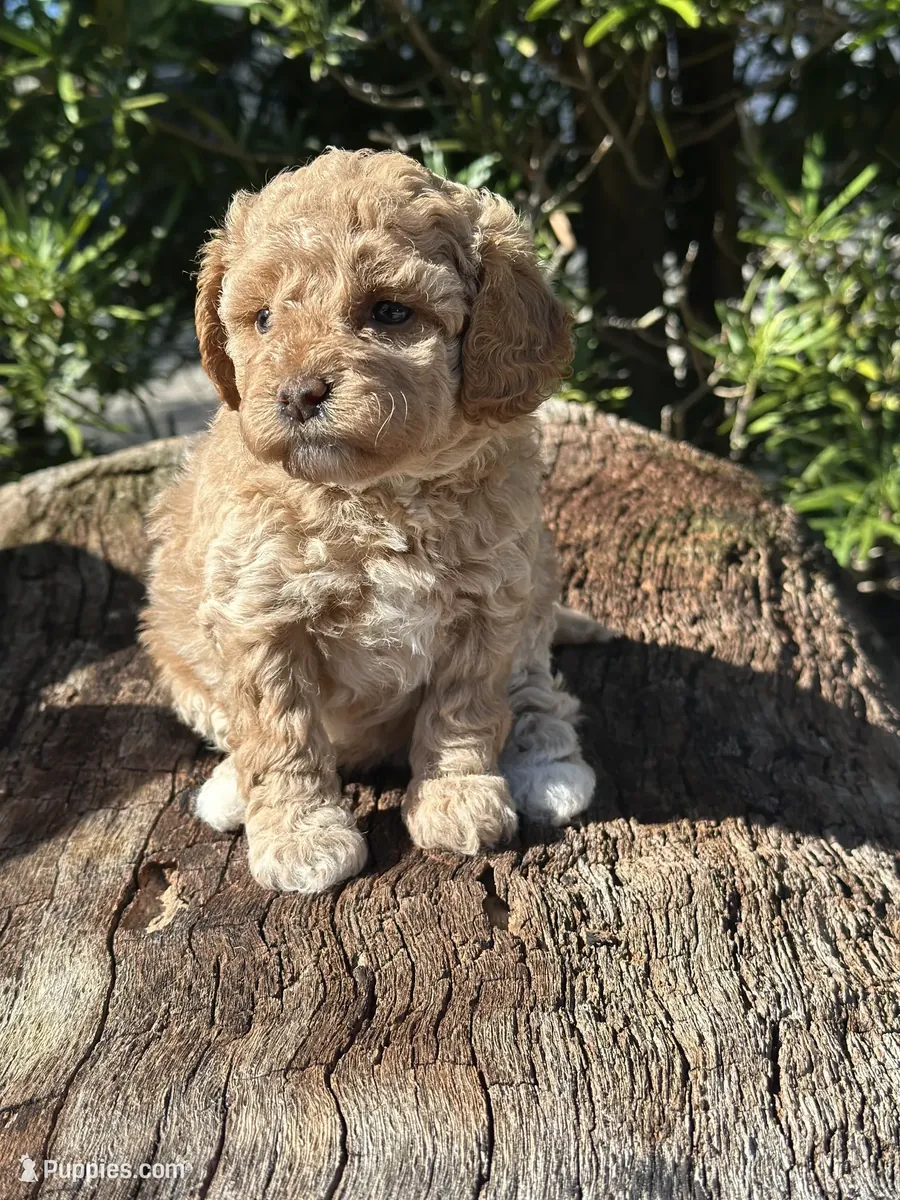 Hermoso Labradoodle miniatura