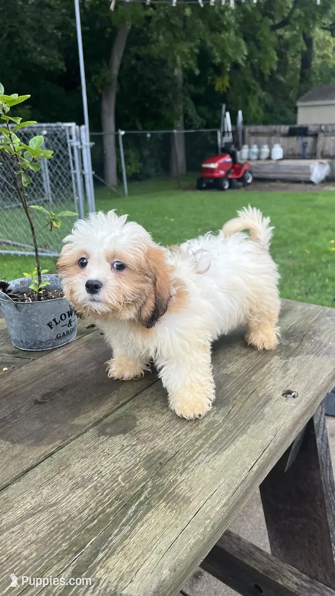Cadeau Chiot Shih Tzu
