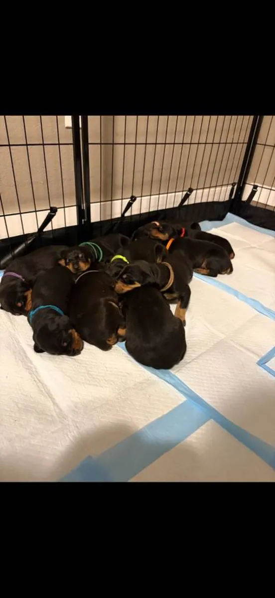 Chiots doberman européens prêts