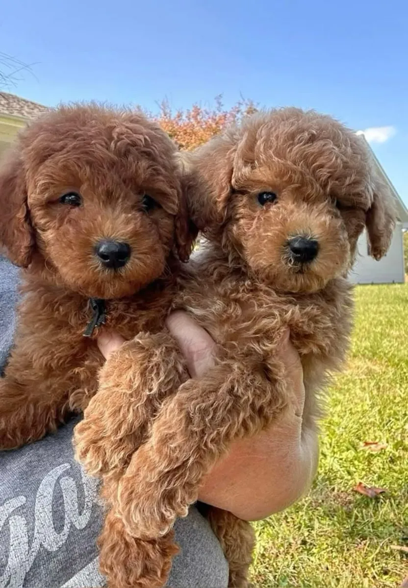 TOY POODLE EN BUSCA DE UN HOGAR LLENO DE CARIÑO 34/ 632 / 000/ 221