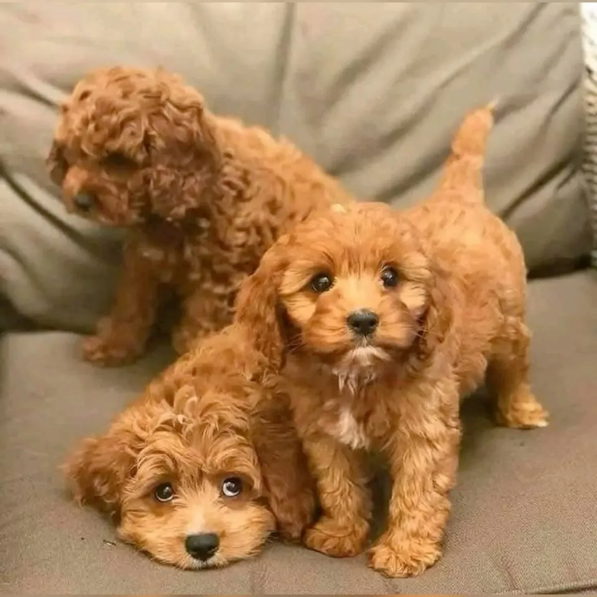 TOY POODLE DULCES Y JUGUETONES EN BUSCA DE SU FAMILIA