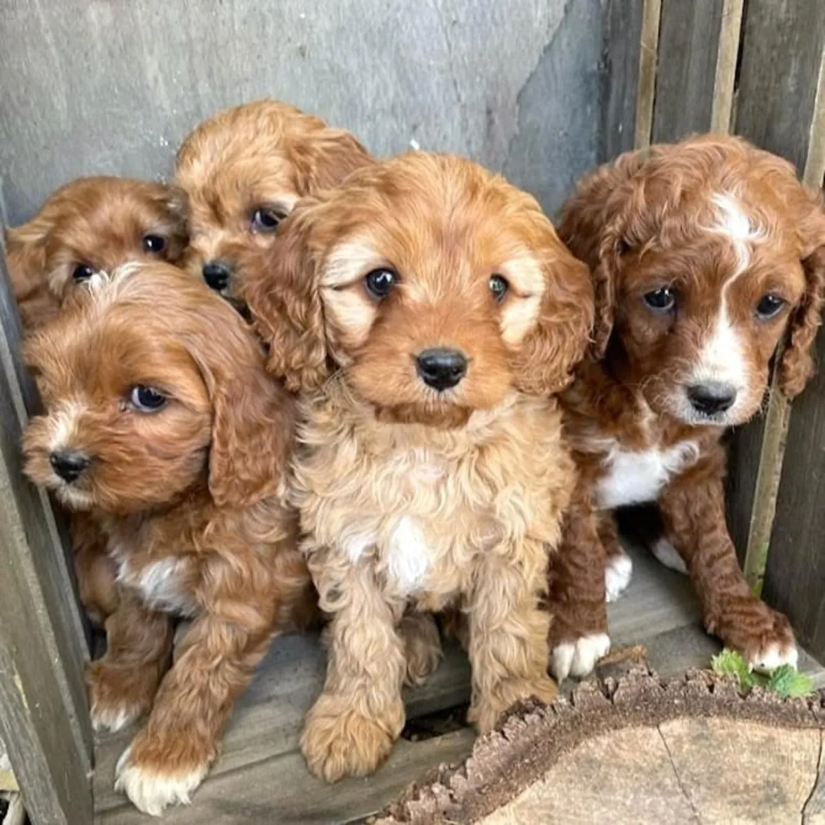 ÖZEL BİR AİLE ARAYAN KÜÇÜK POODLE 34/ 632 / 000/ 221