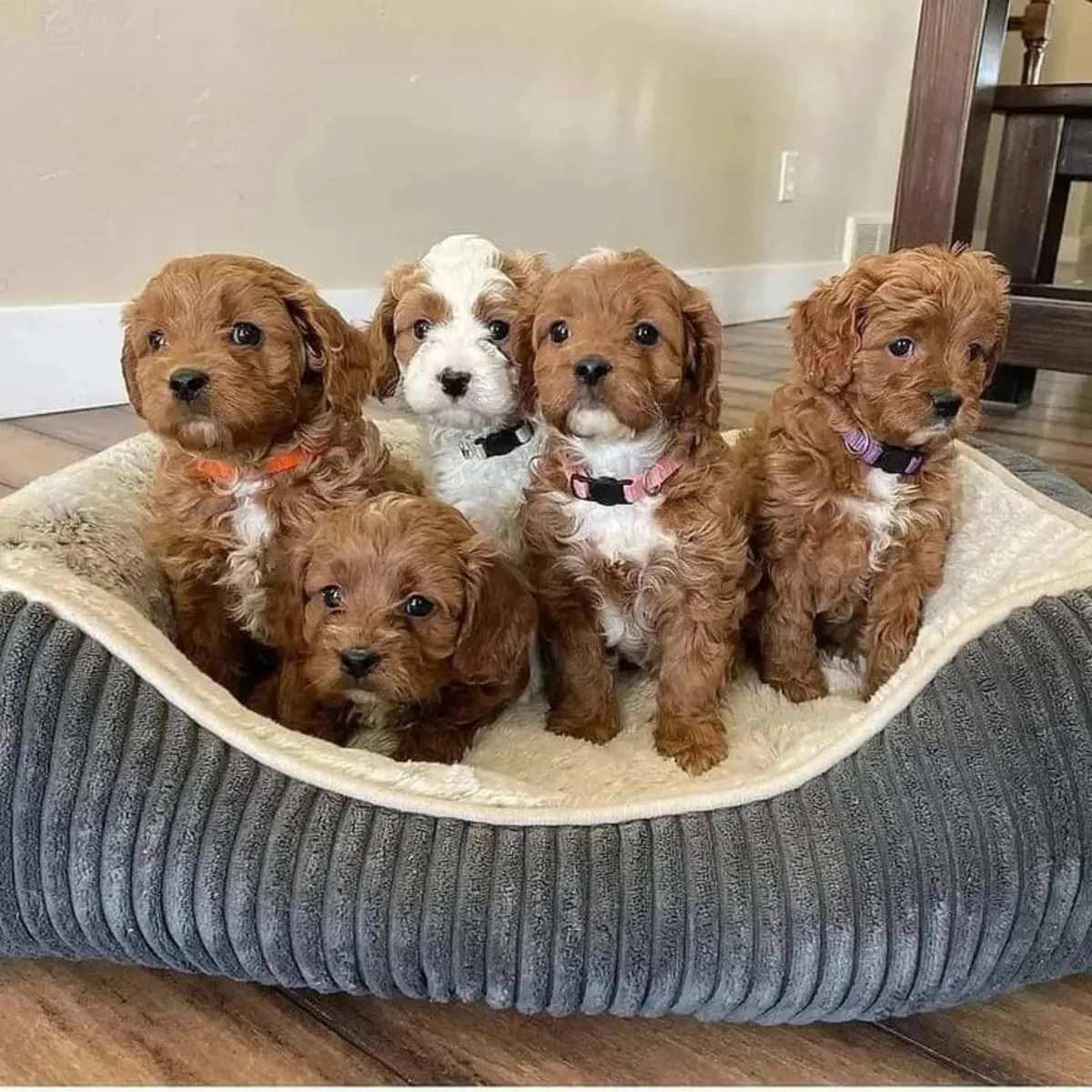 ŞEFERİ POODLE SEVGİ DOLU BİR AİLE ARIYOR 34/ 632 / 000/ 221