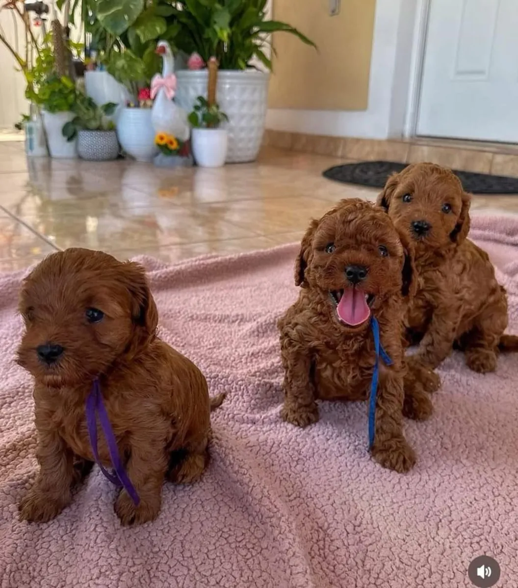 TOY POODLE DULCES Y ALEGRES ESPERANDO UN NUEVO HOGAR 34/ 632 / 000/ 221