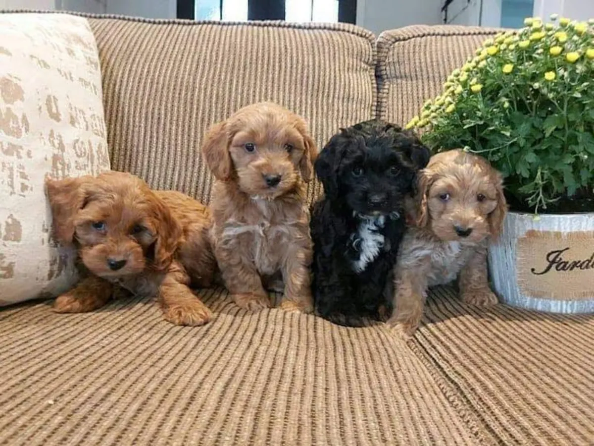 TOY POODLE PETITS ET AFFECTIONNÉS À LA RECHERCHE DE LEUR FAMILLE 34/ 632 / 000/ 221