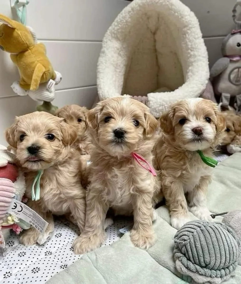 TOY POODLE PEQUEÑOS Y DULCES ESPERANDO A SU FAMILIA 34/ 632 / 000/ 221
