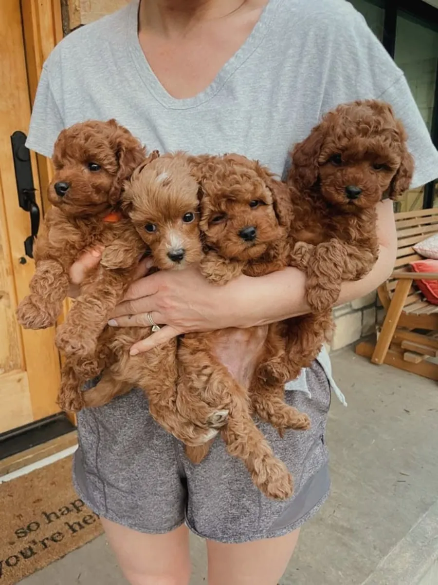 KÜÇÜK VE SEVİMLİ TOY POODLE YENİ AİLESİNİ BEKLİYOR 34/ 632 / 000/ 221