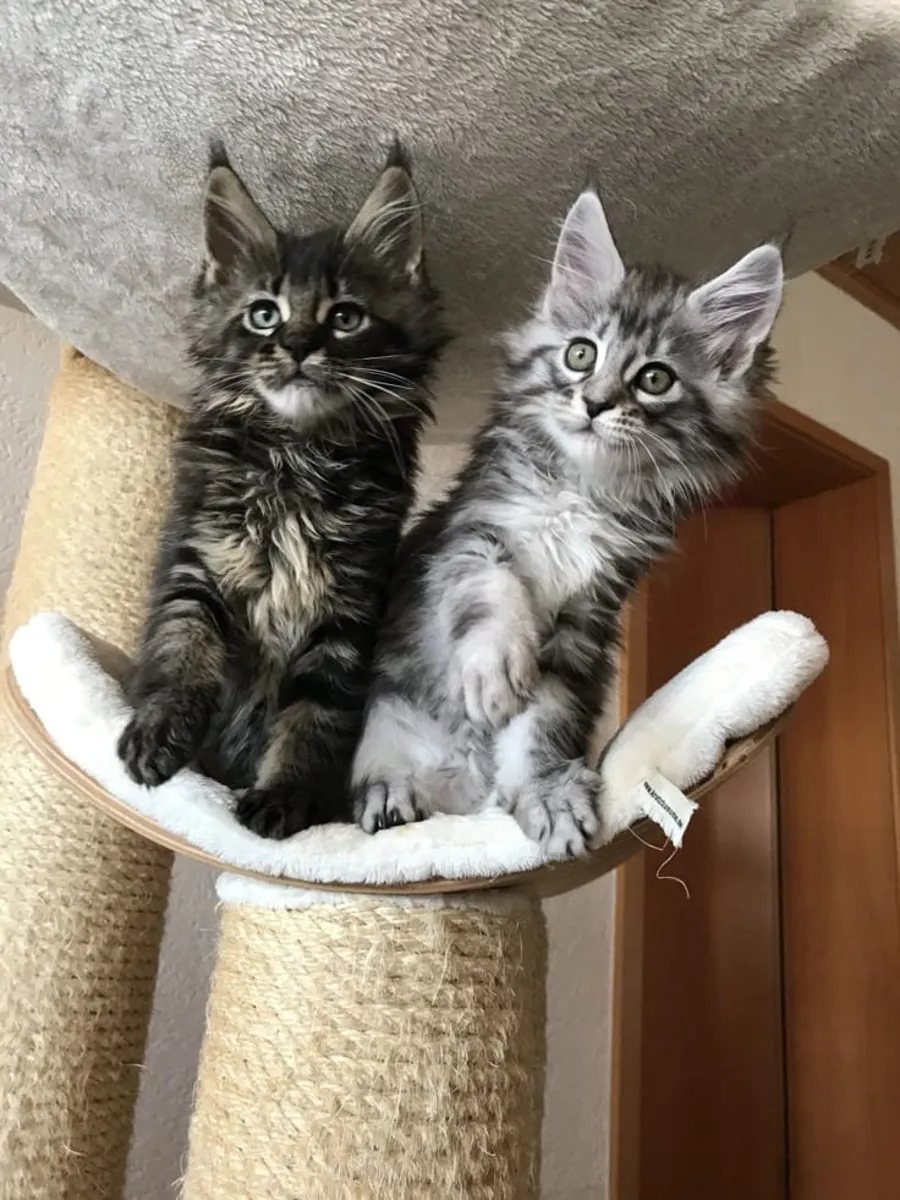 等待找到家庭的缅因猫小猫 34/ 632 / 000/ 221