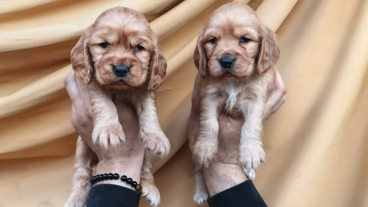 Щенки кокер-спаниеля с детскими мордочками