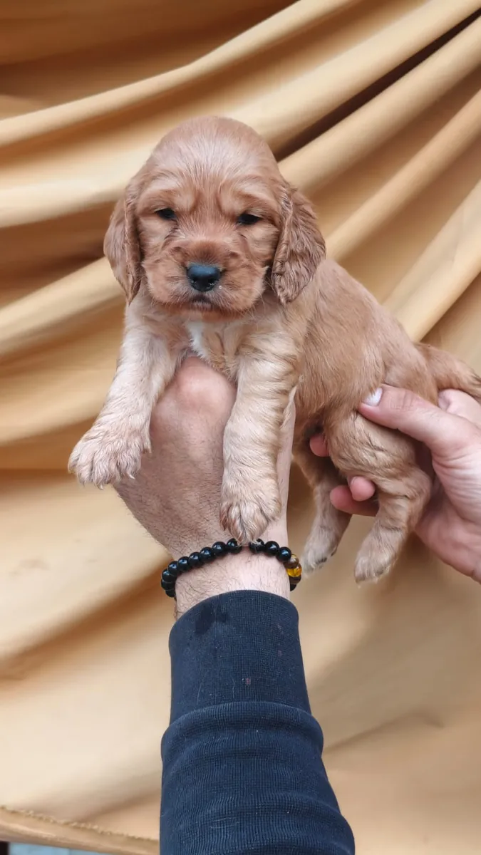 Щенки кокер-спаниеля с детскими мордочками
