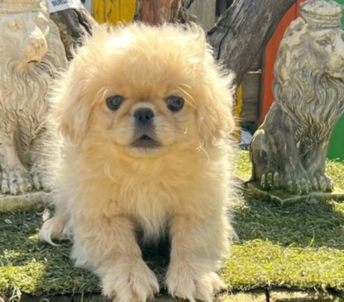 pékinois femelle blanche