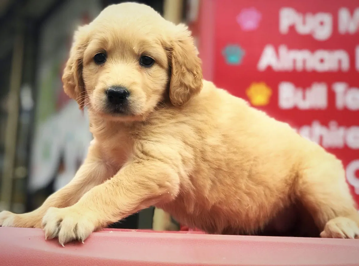 Золотистые щенки