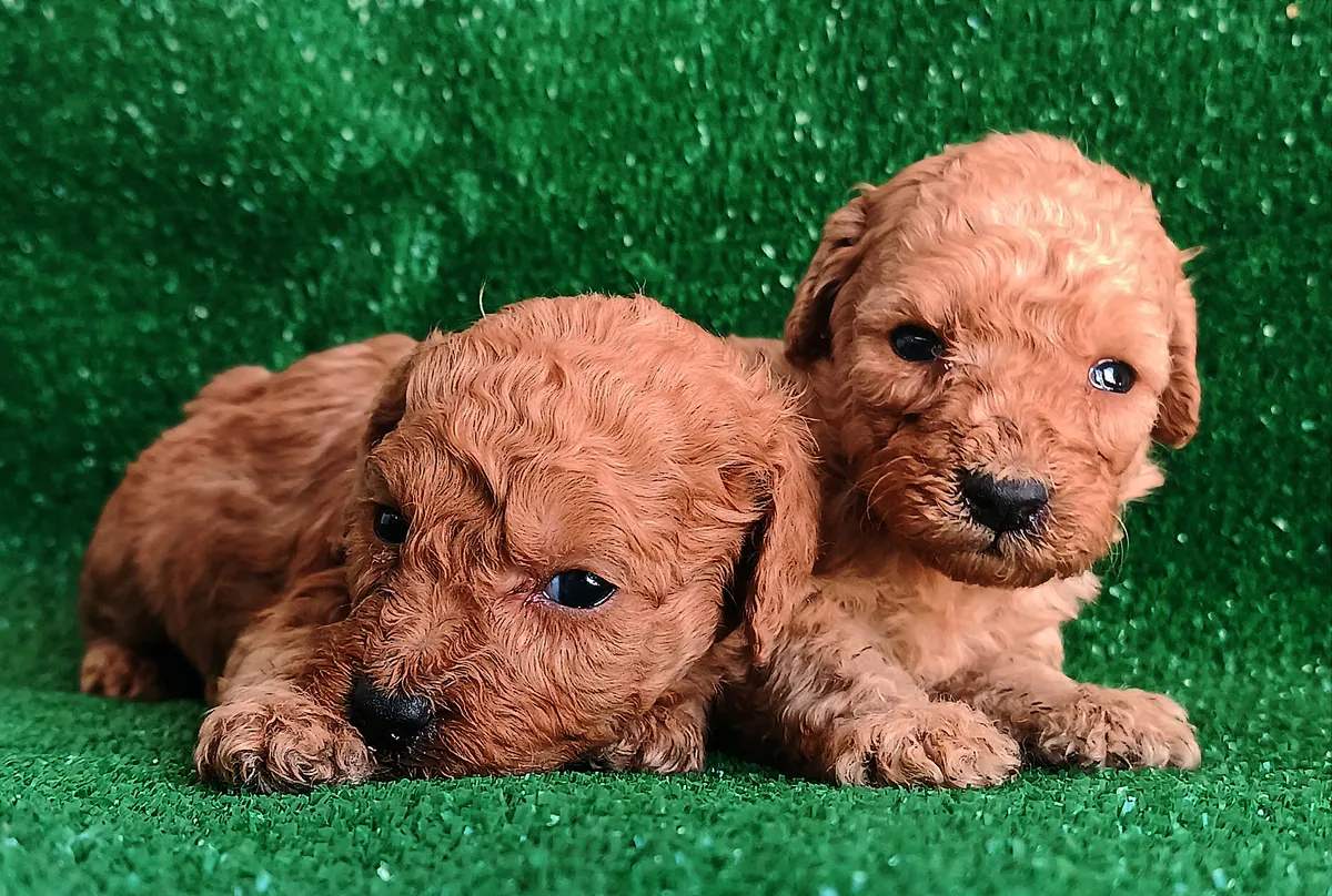 детеныши пуделя