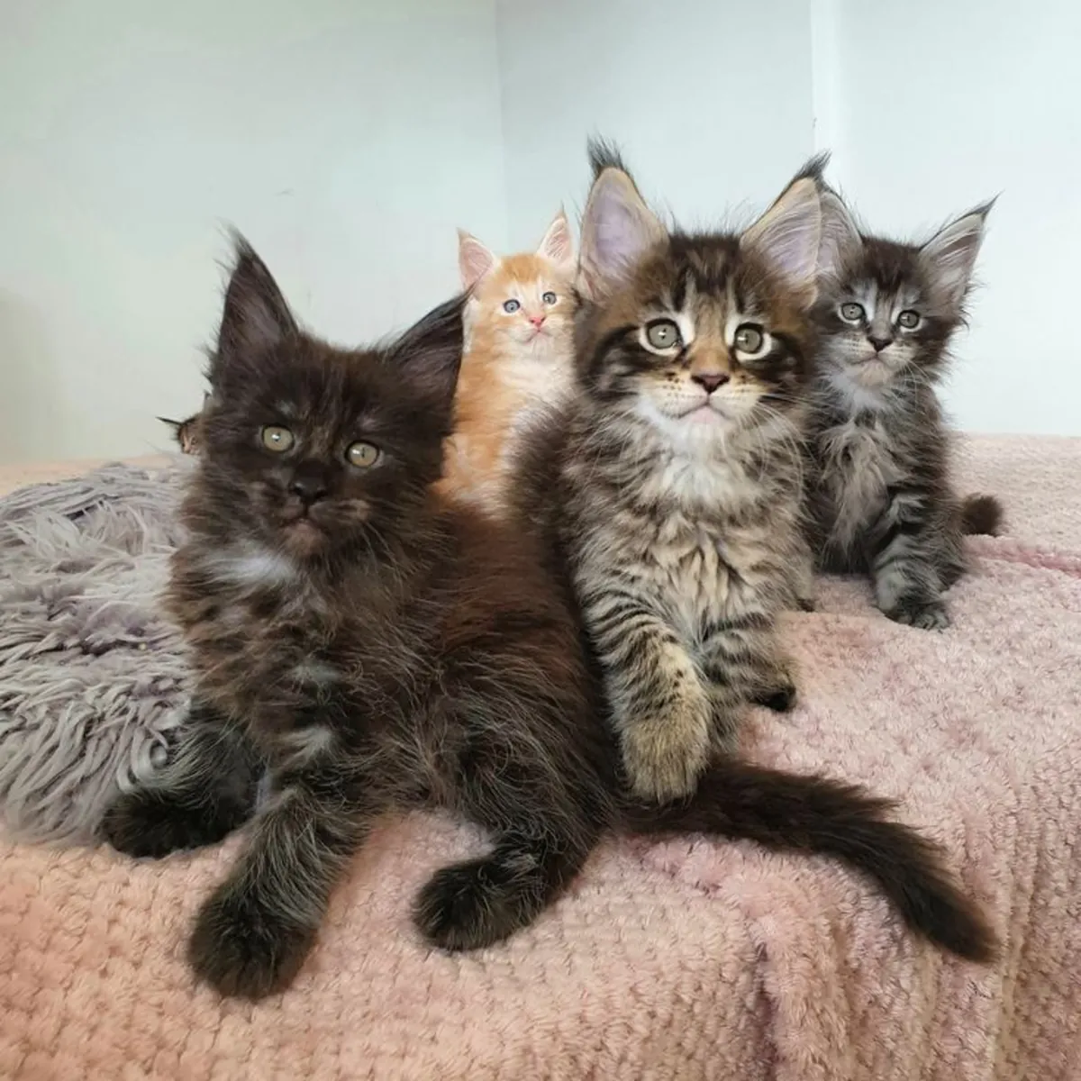 温柔友好的缅因猫小猫寻找新家 34/ 632 / 000/ 221
