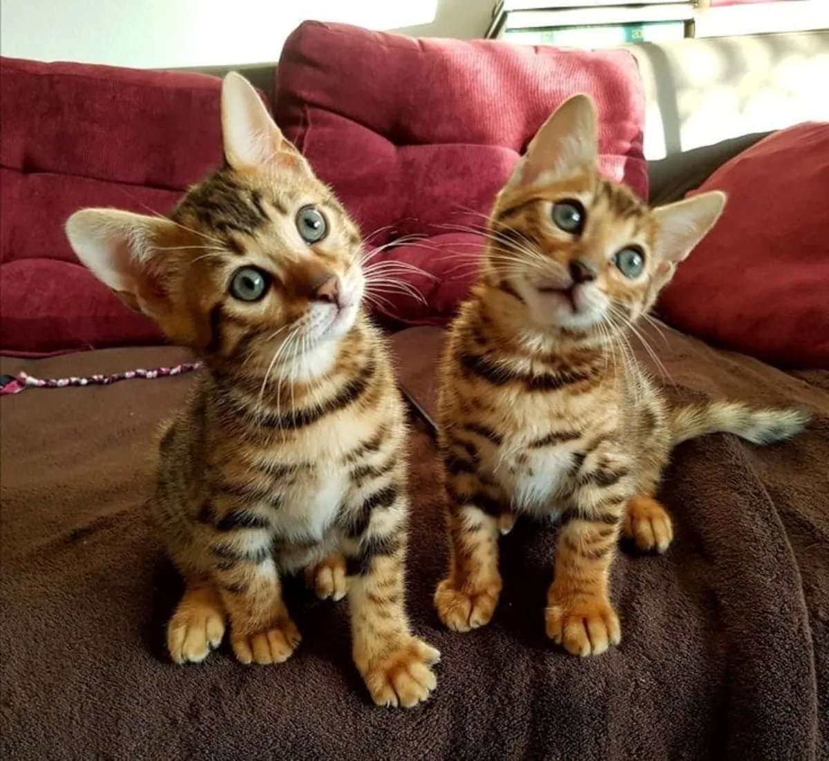 寻找安静家庭的缅因猫小猫