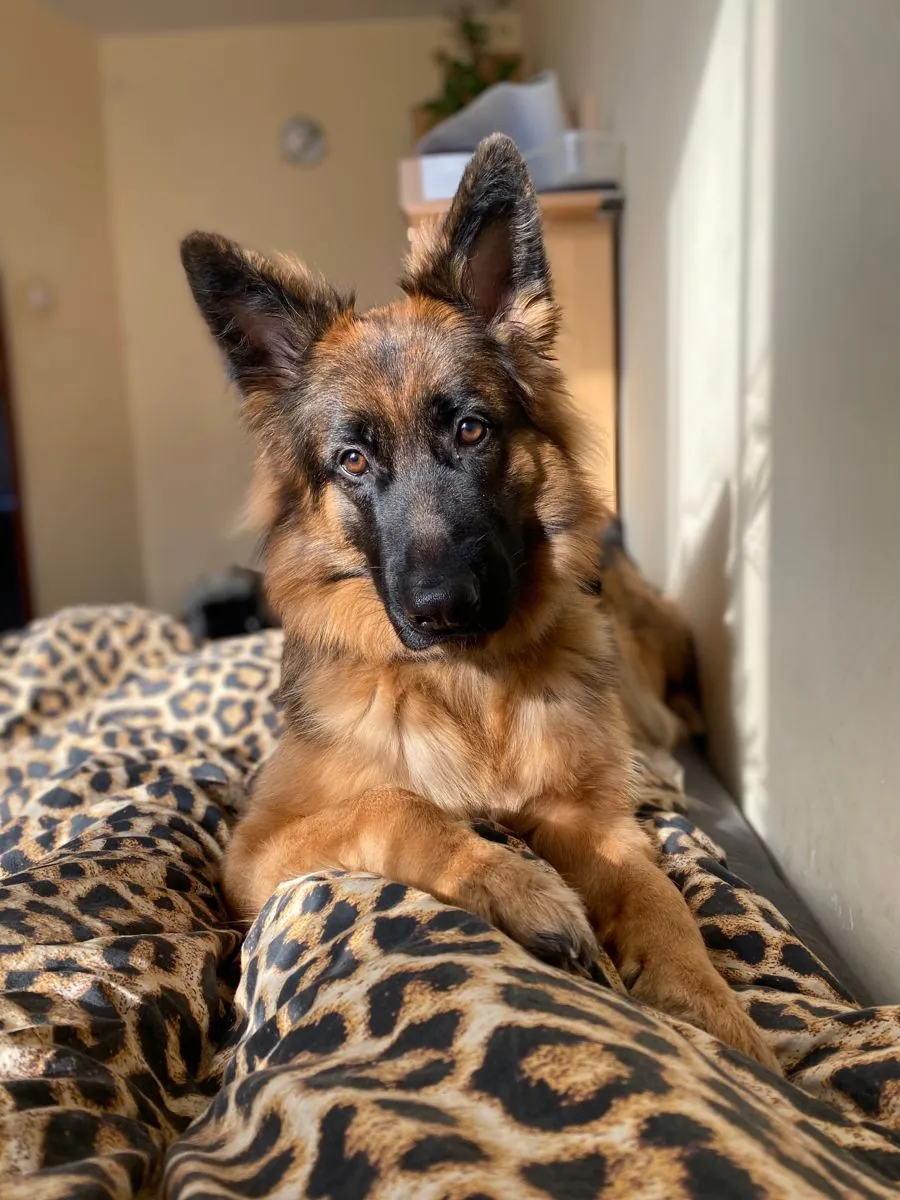 Усыновление немецкой овчарки | Умная и преданная собака