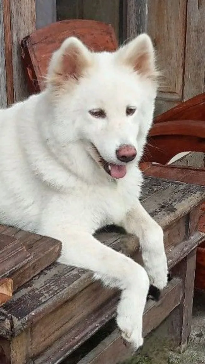 Усыновление пунгсан | Редкая и сильная порода