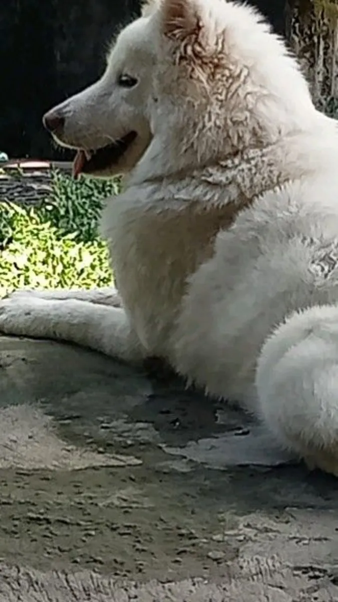 Усыновление пунгсан | Редкая и сильная порода