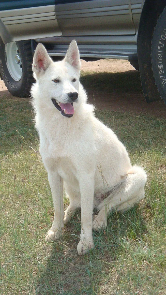 Усыновление пунгсан | Редкая и сильная порода