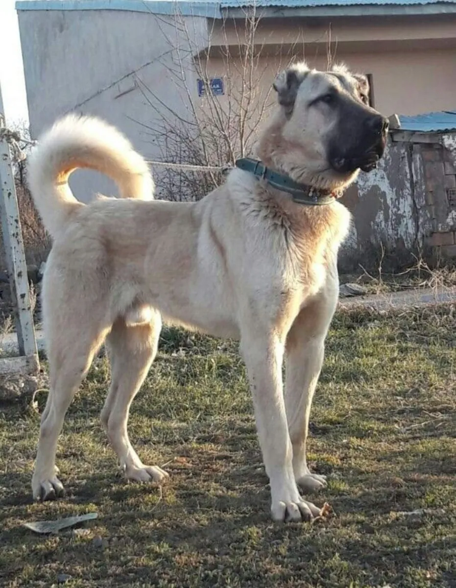 Adoption de lévriers turcs | Une race robuste