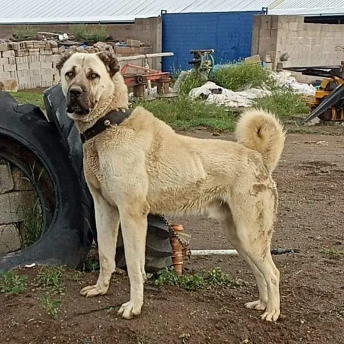 Усыновление турецкого волкодава | Сильная порода