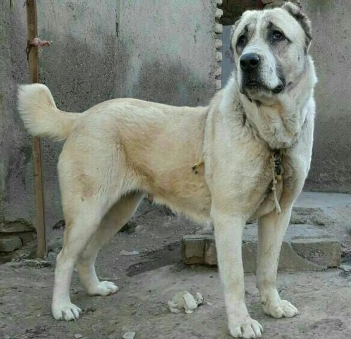 Усыновление турецкого волкодава | Сильная порода