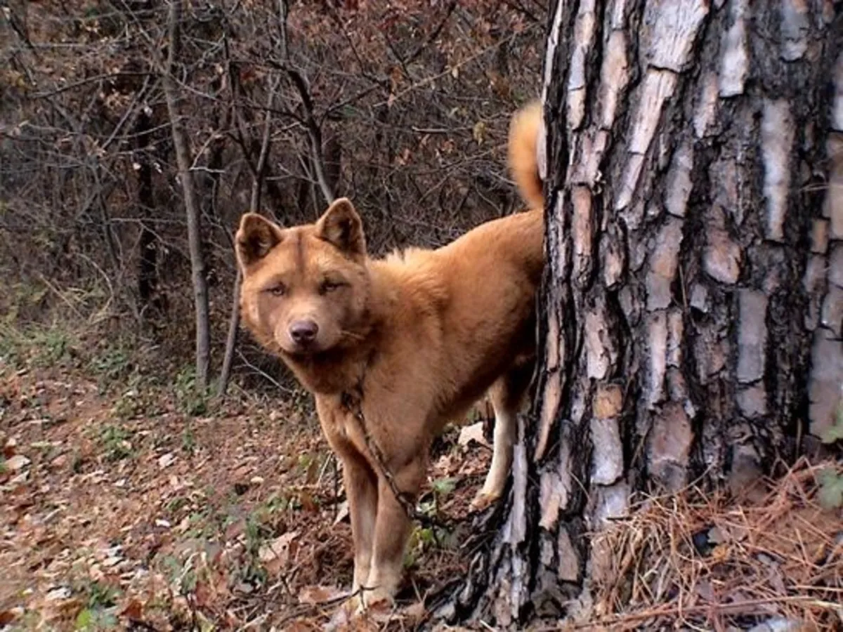 Adopción de Dongyongi | Raza coreana poco común
