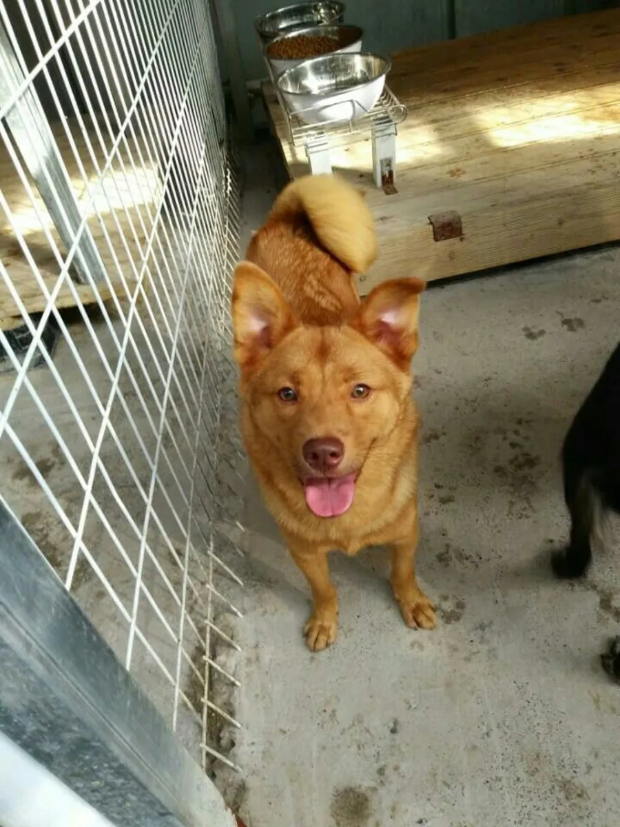 Adopción de Dongyongi | Raza coreana poco común