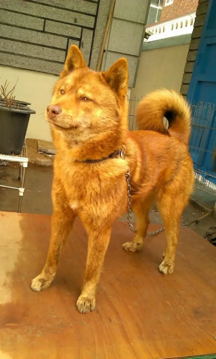 Adopción de Dongyongi | Raza coreana poco común