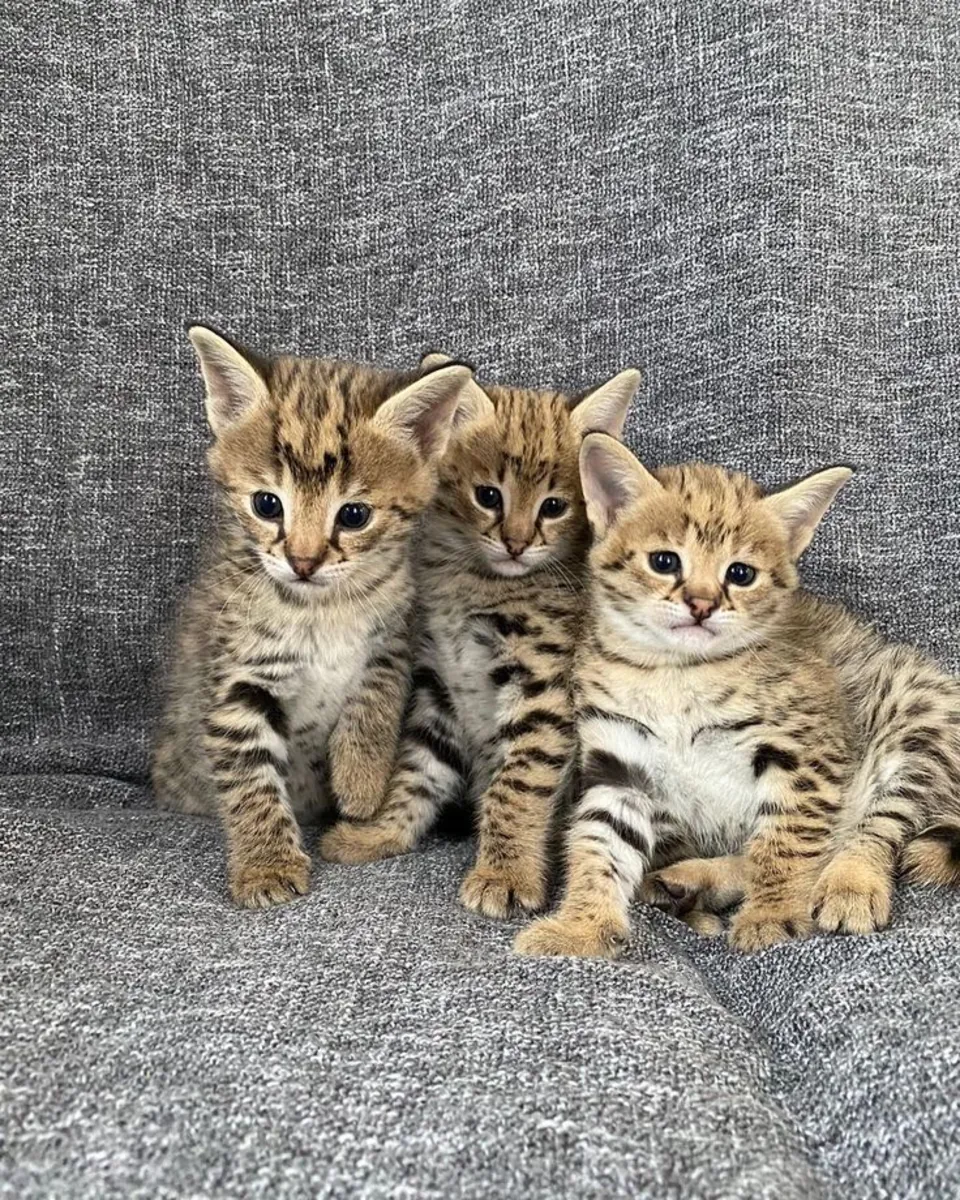 GATITO MAINE COON LISTO PARA ENCONTRAR UN HOGAR ESPECIAL 34/ 632 / 000/ 221